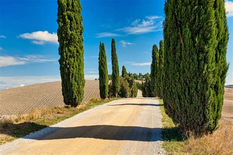 Road Lined With Tuscan Cypress Trees In Summer Stock Image Image Of