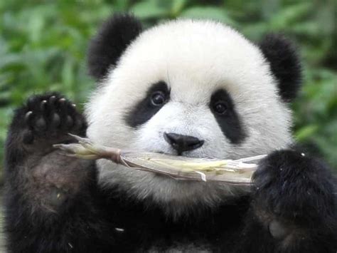 Why A Good Panda Joke Is A Rare Thing Science The Guardian