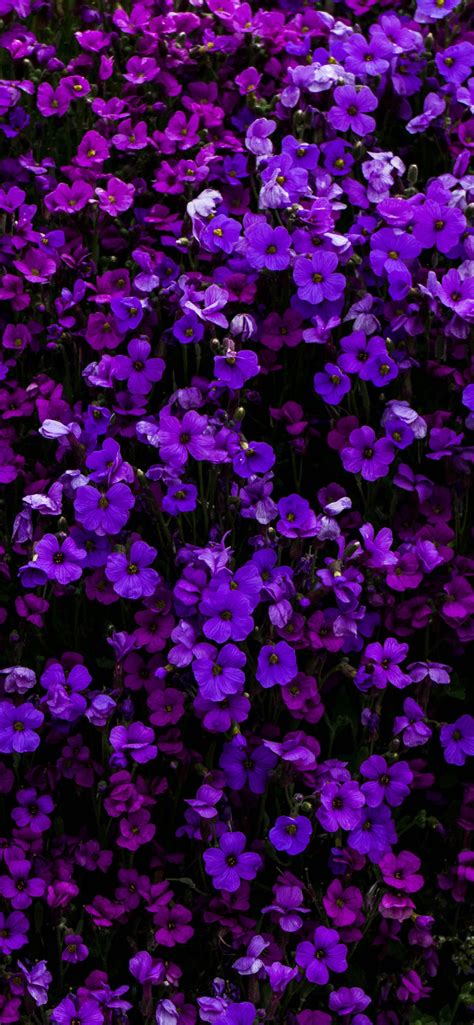 Purple Flowers Wallpaper 4k Floral Background Beautiful Blossom