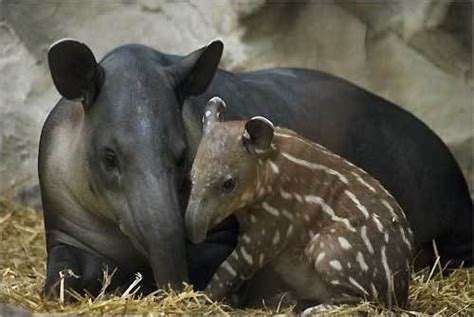 Animals Tapir Zoo Babies