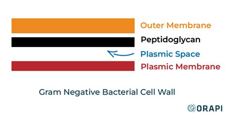 Gram Positive Vs Gram Negative Bacteria Orapi Asia