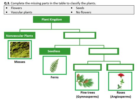Plant Classification Worksheet Distance Learning Teaching Resources