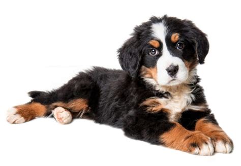 Bernese Mountain Dog Temperament Shedding And Complete Information