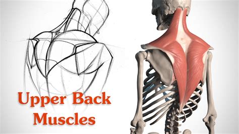 How To Draw The Upper Back Muscles Anatomy And Motion Youtube
