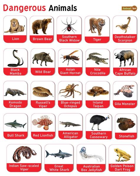 Dangerous Animals Facts List Pictures