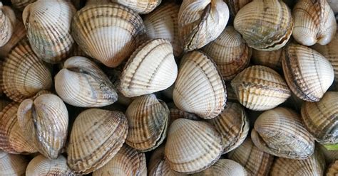 A la marinière ou dans une salade les coques se prêtent à différentes