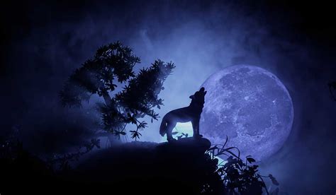 ¿es Verdad Que Los Lobos Realmente Aúllan A La Luna