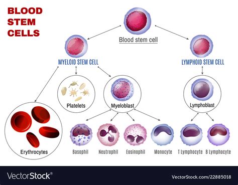 Blood Stem Cells Royalty Free Vector Image Vectorstock