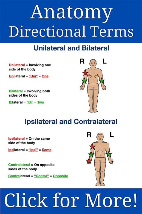 Anatomy Directional Terms Notes Unilateral Bilateral Ipsilateral