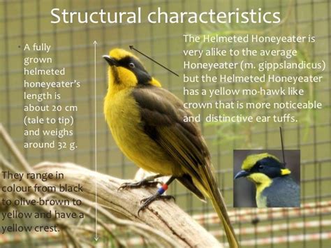 The Endangered Helmeted Honeyeater