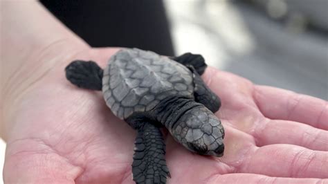 Sea World Release Loggerhead Turtle Hatchlings Youtube