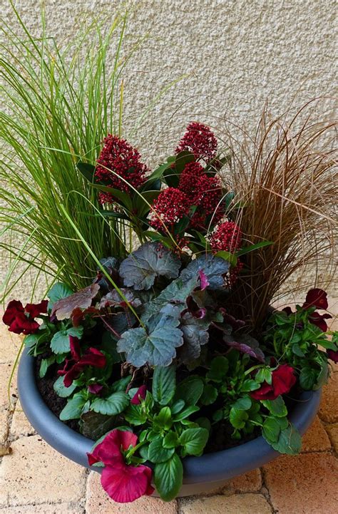 5 Easy Containers For Stunning Winter Colour From The Weatherstaff