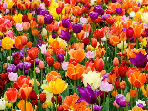 Aug 22, 2020 · feel free to cut flowers to arrange indoors. Growing Tulip Bulbs: How To Plant And Care For Tulips