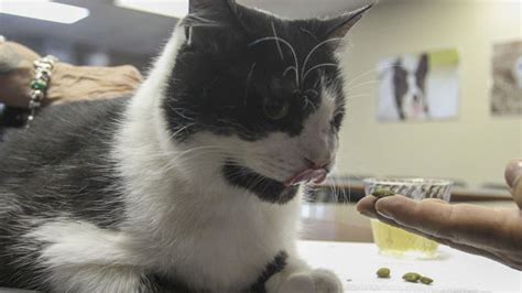 Photos Bart The Miracle Cat Gets Surgery