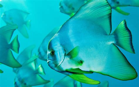 Poisson Fond Décran Hd Arrière Plan 2560x1600 Id399918