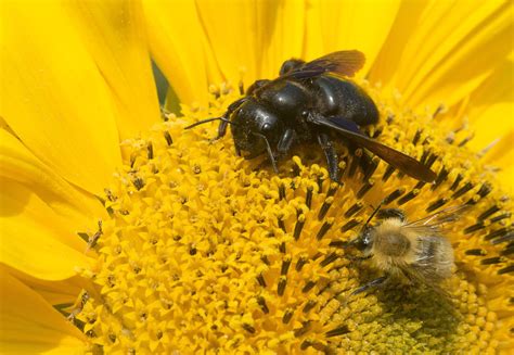 Difference Between Bumblebees And Carpenter Bees