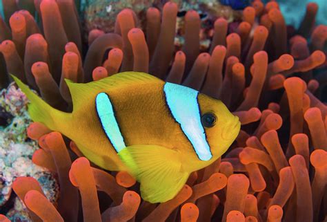 Red Sea Clownfish Amphiprion Bicinctus Photograph by Andreas Schumacher