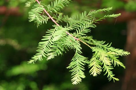 Bald cypress tree pictures category you will find lots of nice pictures of bald cypress trees. Bald Cypress (Taxodium distichum) - Great Plains Nursery
