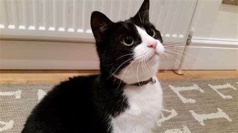 Ten Reasons To Love Black And White Cats Whitburn Whiskers