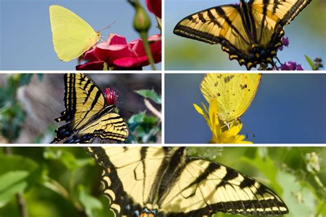 Meet 5 Yellow Butterfly Species Butterflyhobbyist