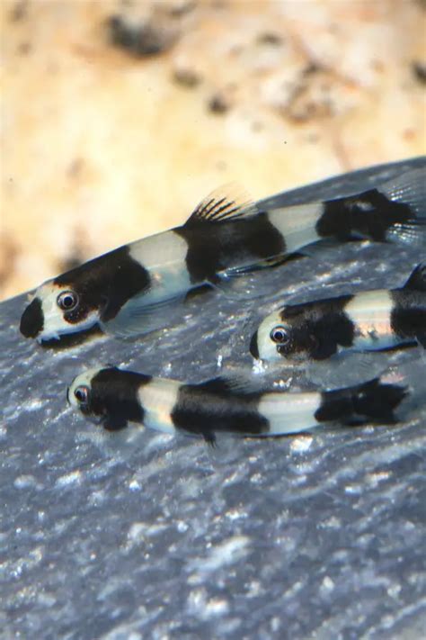 Yaoshania Pachychilus Panda Loach Protomyzon Pachychilus