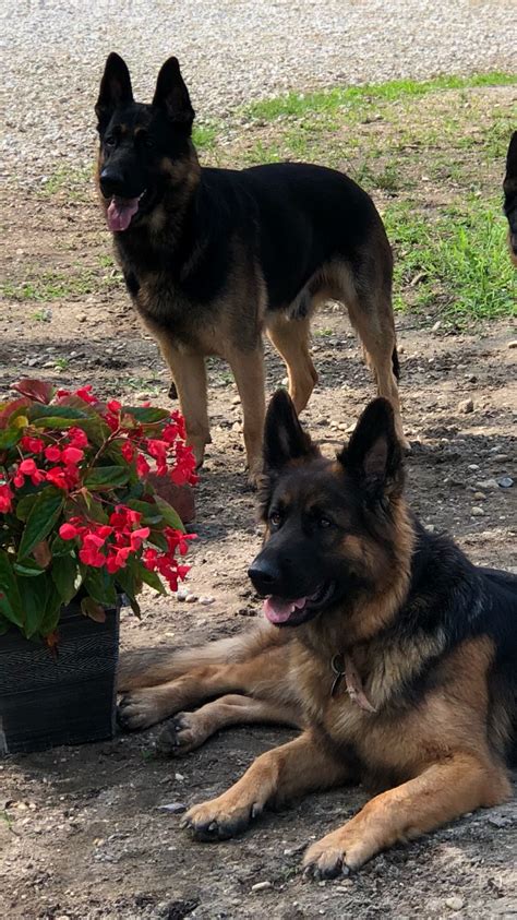 Our dogs are selectively bred for health and. German Shepherd for Sale in NJ - Buena | #58362 - PetZDaddy