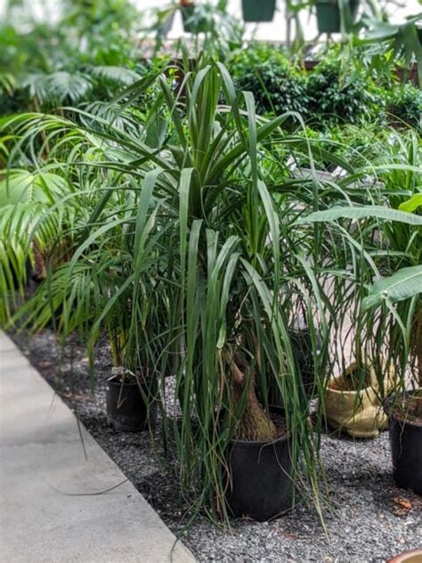 How To Care For A Ponytail Palm Everything You Need To Know