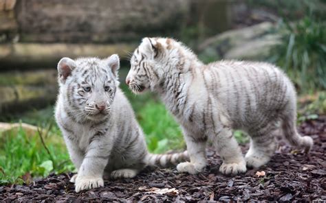 Hd White Tiger Wallpapers 1080p