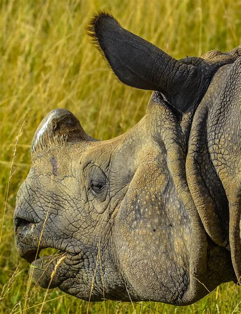 Greater One Horned Asian Rhino Photograph By Brian Stevens Pixels