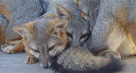Island Fox Science For Conservation