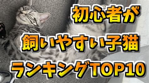 初心者でも飼いやすい子猫ランキング10 動物（犬・猫 他色々）【まとめ動画】