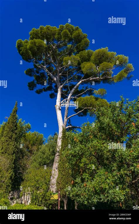 View At Aleppo Pine Tree Pinus Halepensis At French Riviera Near Nice