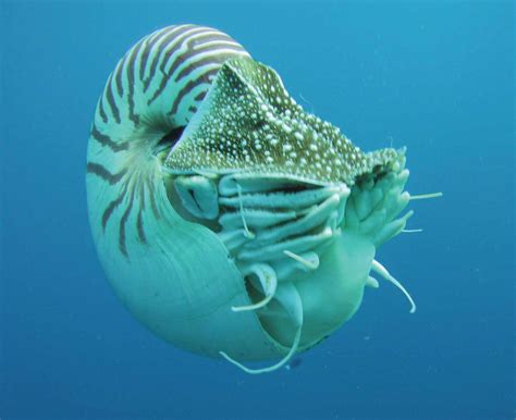 Nautilus Mollusk Shell Subclass Britannica