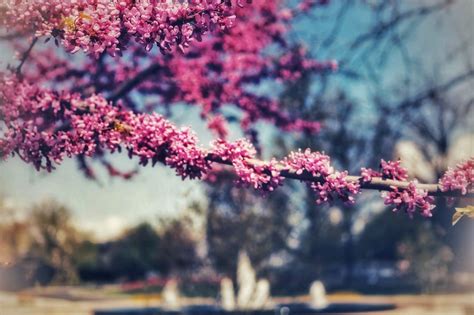 Spring Pictures Download Free Images And Stock Photos On Unsplash In