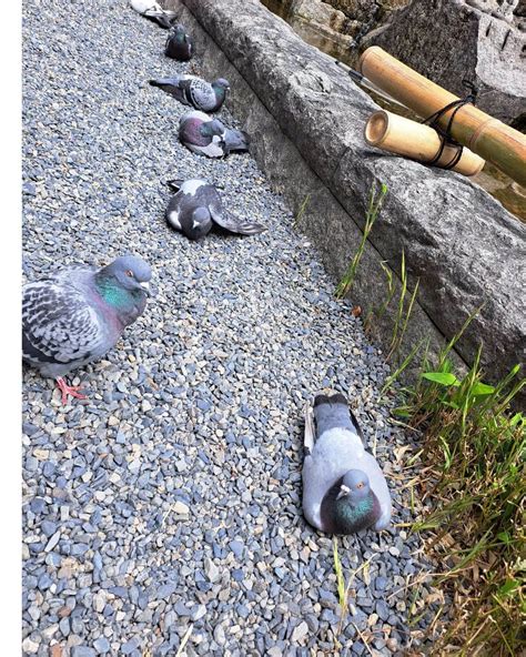 谷口キヨコさんのインスタグラム写真 谷口キヨコinstagram 「六角堂に行ったんたけど…鳩が全員地べたにへばりついてたわ‼️なぜなの