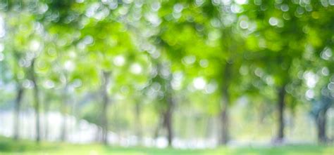 Blur Park With Bokeh Light Background Nature Garden Spring And Summer