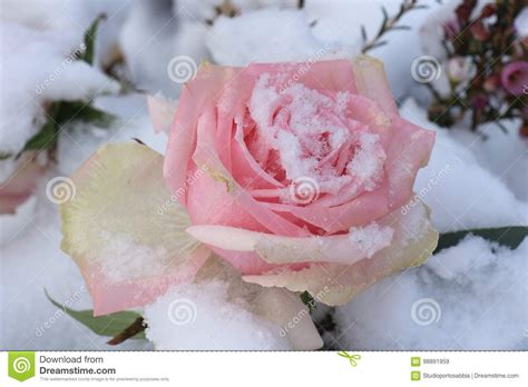 Pink Rose In The Snow Stock Image Image Of Rose White 98891959