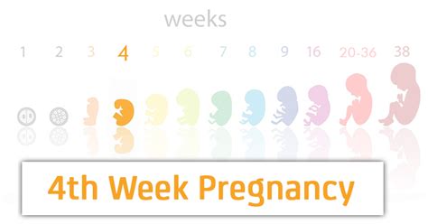 4 Weeks Pregnant Symptoms Baby Development Tips And Body Changes