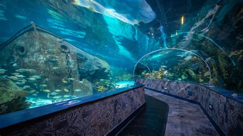 Ripleys Aquarium Of The Smokies Pictures View Photos And Images Of