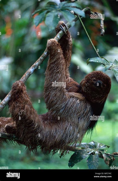 🏷️ Brazilian 3 Toed Sloth Three 2022 12 26