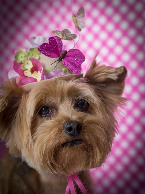 Yorkie Dog Wearing Flowered Top Hat Stock Image Image Of Cute