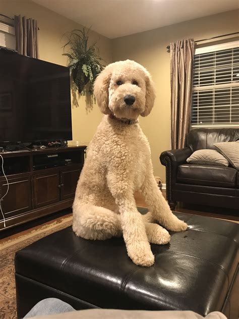 Our DUKE 5 Months Old Teddy Bear Poodle Poodle Puppy Standard