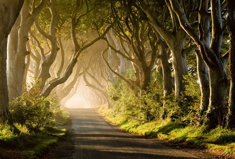 Magical Morning At The Dark Hedges Dark Hedges Hedges Beautiful