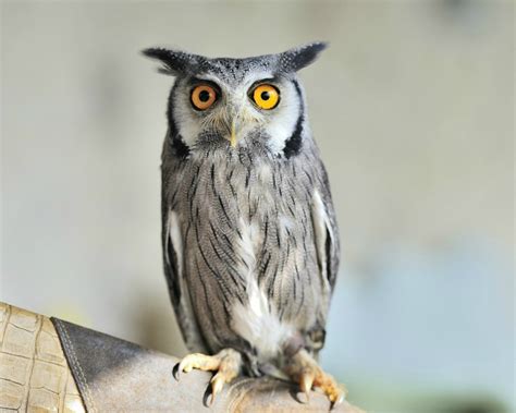 Horned Owl Photos Thriftyfun