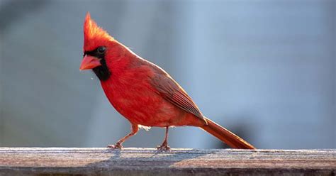 What Colors Attract Cardinals To A Backyard Bird Informer