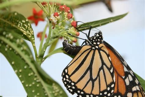 Within another couple of days, they began to lay eggs. Q & A: Edith Smith, Shady Oak Butterfly Farm, talks ...