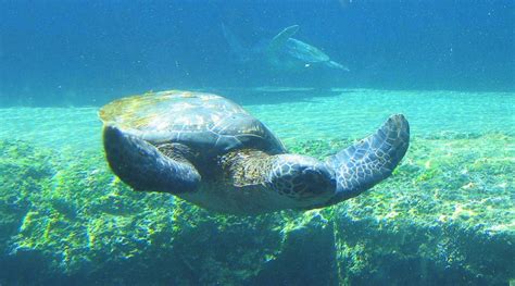 Maui Ocean Center Explore Marine Life And More Panda Travel