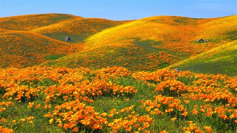 Flower Landscape Wallpapers Top Free Flower Landscape Backgrounds