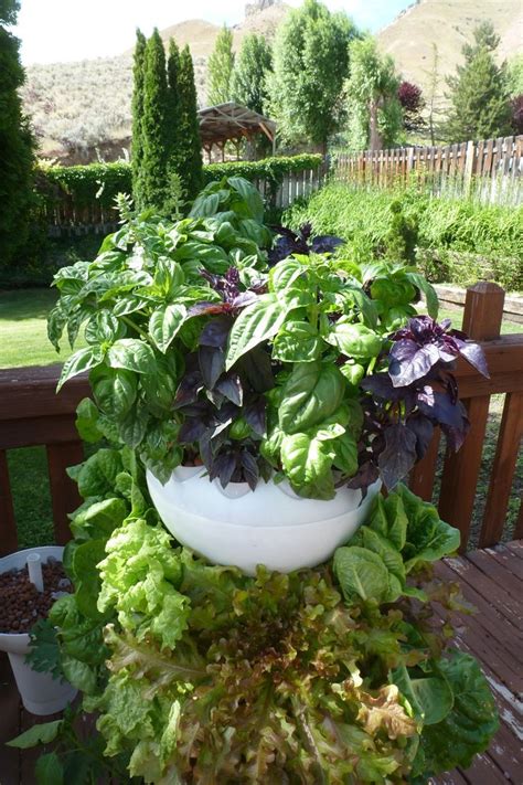 There are many popular types of beans to select, including pole beans, green beans, pinto beans and lima beans. Foody 8 Hydroponic Tower - 40 Plants in Growing Medium ...
