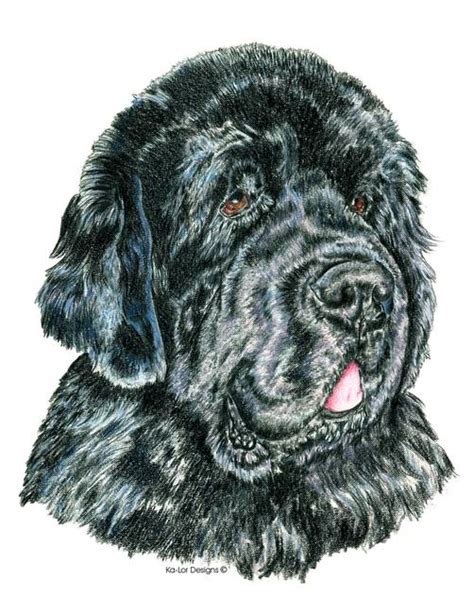 Stunning Newfoundland Dog Artwork For Sale On Fine Art Prints